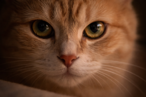 why does my cat stare at me