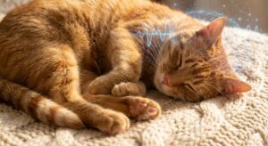 do cats dream