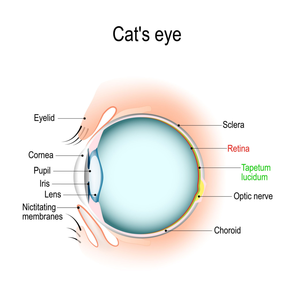 Why Does My Cat Stare at Me Without Blinking