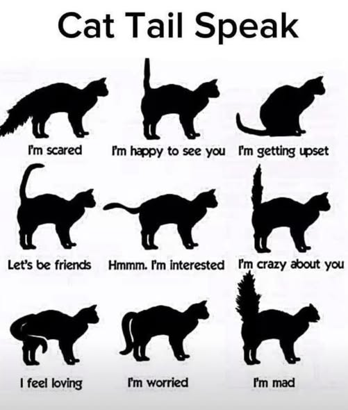 cat tail movements meaning