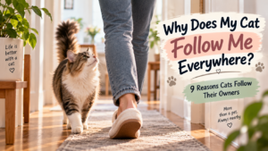 Why Does My Cat Follow Me Everywhere