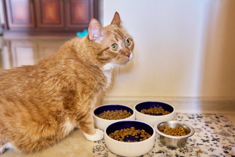 An elderly cat waiting to eat a nutritious meal of wet food.